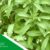 Pemasok Stevia Indonesia Terpercaya