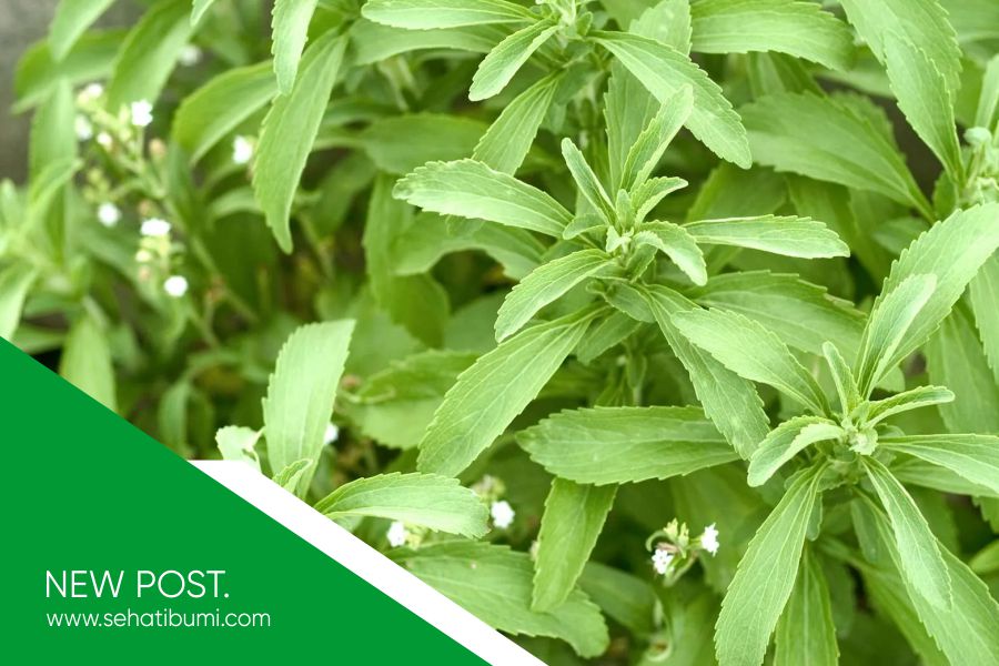 Pemasok Stevia Indonesia Terpercaya