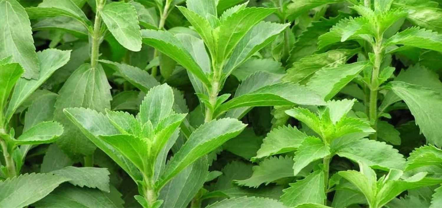 stevia