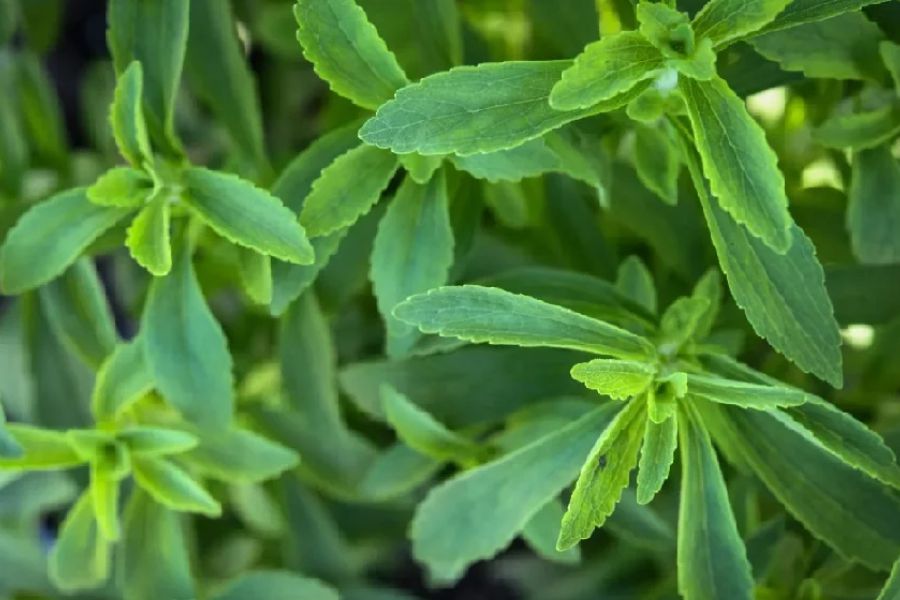 stevia1